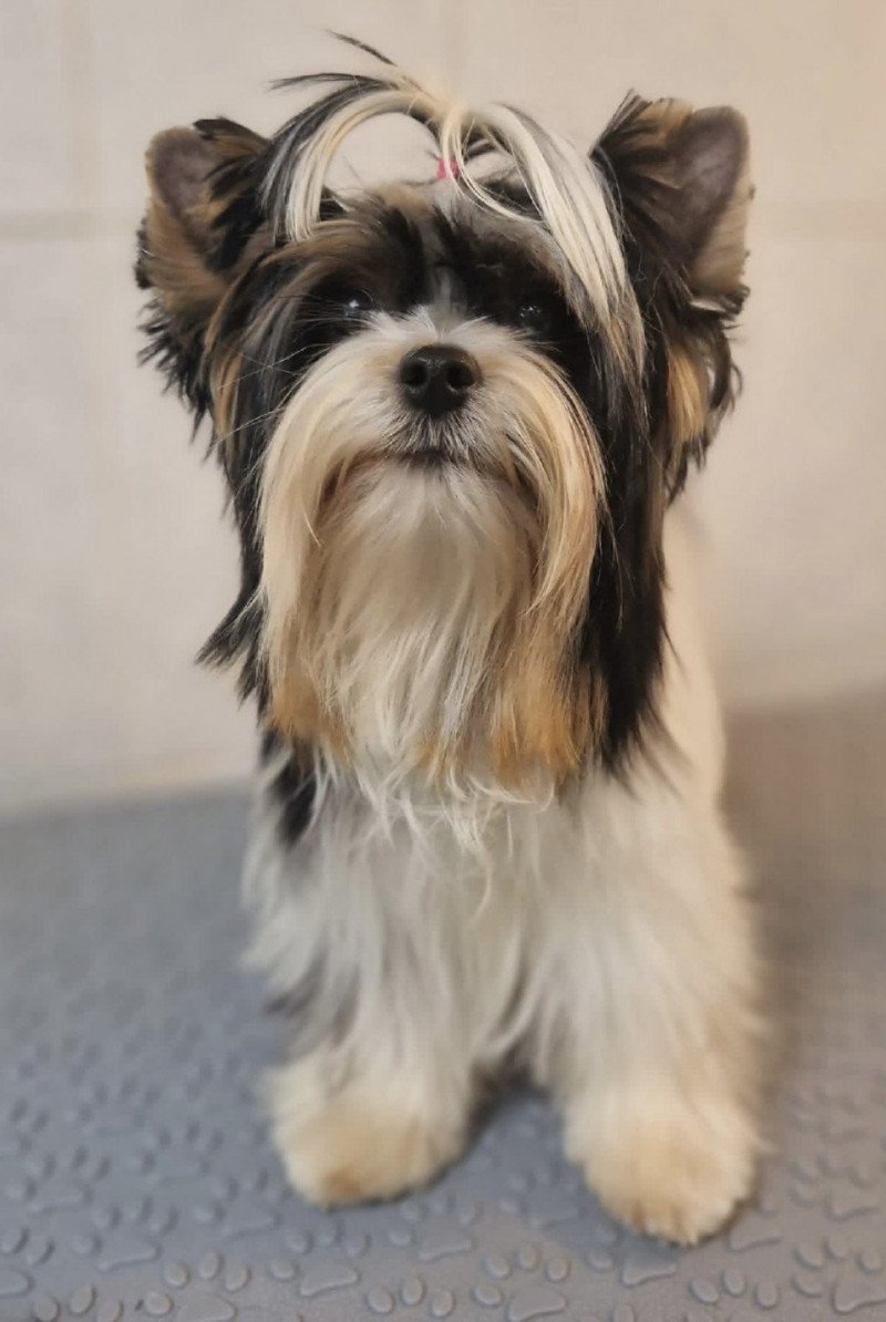 Lola Femelle Yorkshire terrier