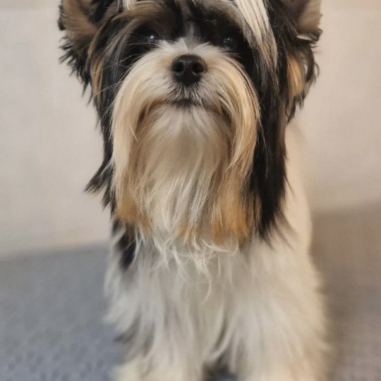 Lola Femelle Yorkshire terrier