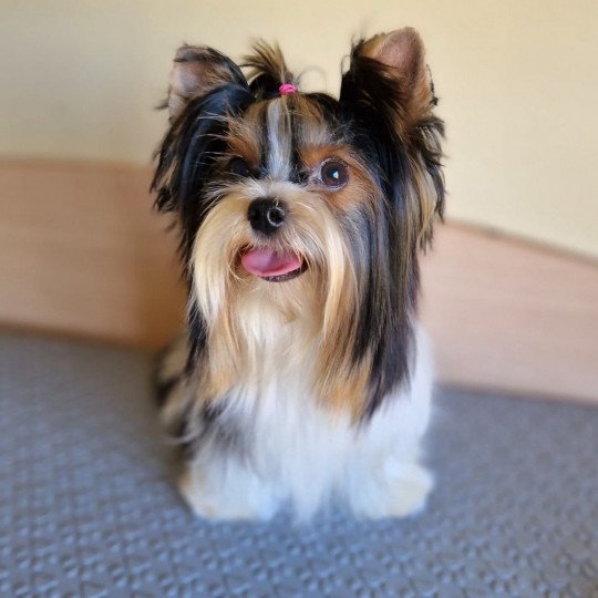 chien Yorkshire terrier Biewer Lola Anna Chichi