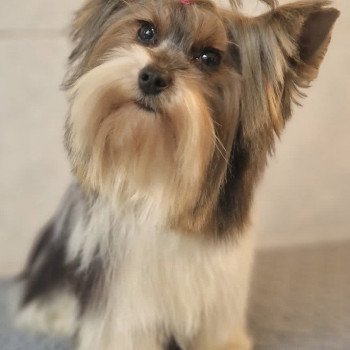 chien Yorkshire terrier Nelly Anna Chichi