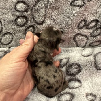 chiot Yorkshire terrier black merle et tan Vedette Anna Chichi